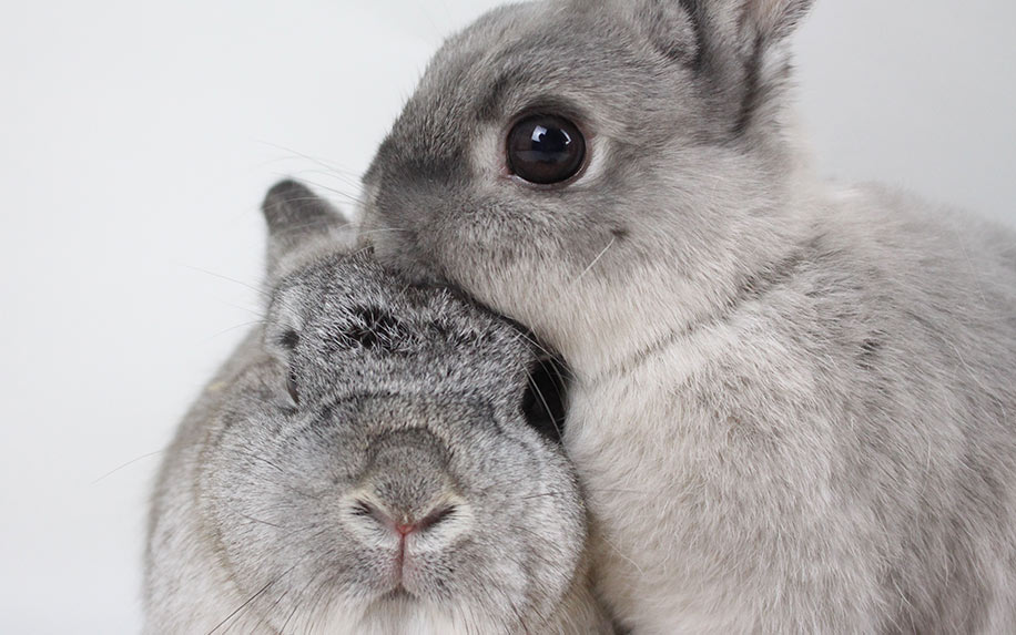 Cruelty-Free Cannabis Skin Care: A Beginners’ Guide